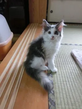 Ran❤nyan 様のお迎えした子猫