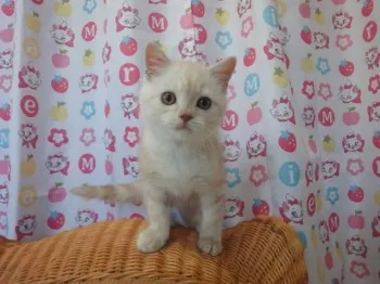 みさき 様のお迎えした子猫
