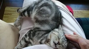 なお 様のお迎えした子猫