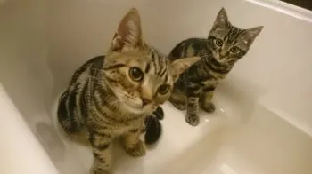 旭輝かあさん。 様のお迎えした子猫