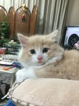 shiromo 様のお迎えした子猫