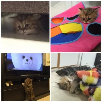 ミキータ 様のお迎えした子猫