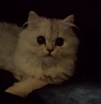 ゆづPooh 様のお迎えした子猫