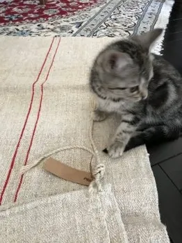 ココ 様のお迎えした子猫