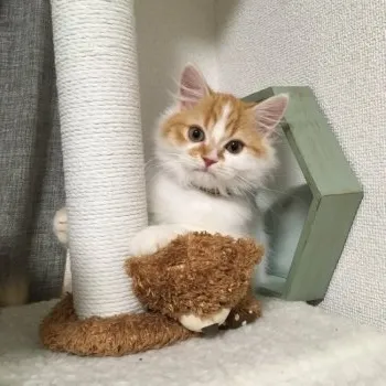 まる 様のお迎えした子猫