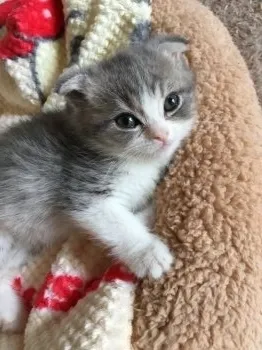 杏 様のお迎えした子猫