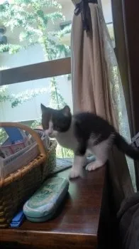 村上泰子 様のお迎えした子猫
