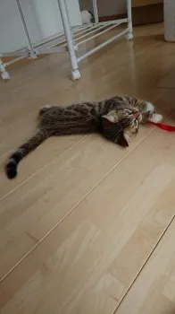 なぎ 様のお迎えした子猫
