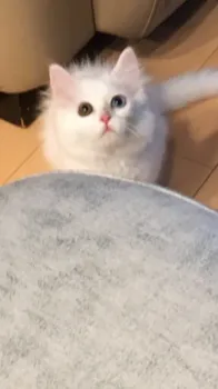 リリーラブ 様のお迎えした子猫