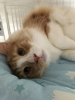 ノブメ 様のお迎えした子猫