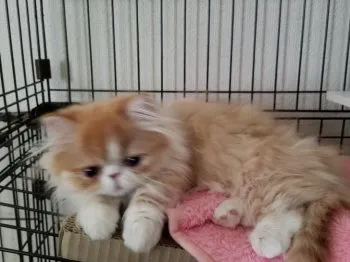 meg_you 様のお迎えした子猫