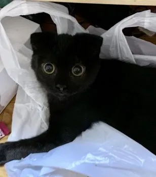 あんこママ 様のお迎えした子猫