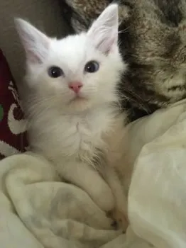 K.S 様のお迎えした子猫
