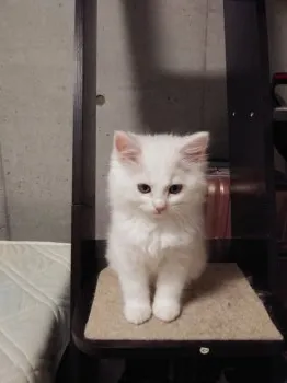 あき 様のお迎えした子猫