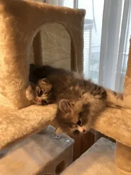 もーちゃん 様のお迎えした子猫