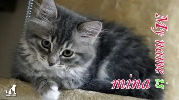 nekotakun 様のお迎えした子猫