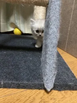 ぺる子 様のお迎えした子猫