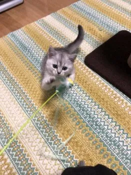 あや 様のお迎えした子猫