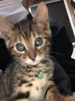 ススム 様のお迎えした子猫