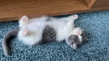 JOY 様のお迎えした子猫