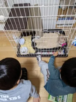 そうそう 様のお迎えした子猫