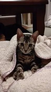 麿 様のお迎えした子猫