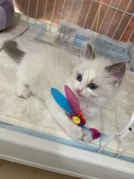 あゆゆ 様のお迎えした子猫