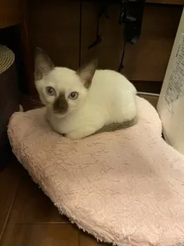 E.H 様のお迎えした子猫