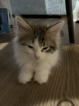 ゆなままん 様のお迎えした子猫