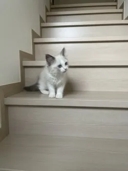 G.Y 様のお迎えした子猫