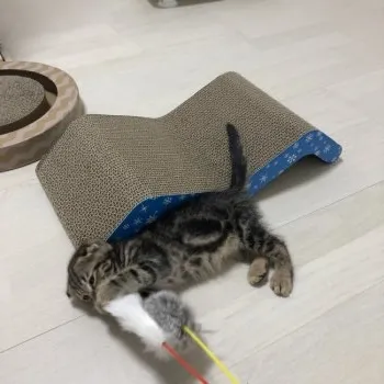 トシ 様のお迎えした子猫