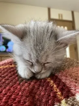 やまもん 様のお迎えした子猫