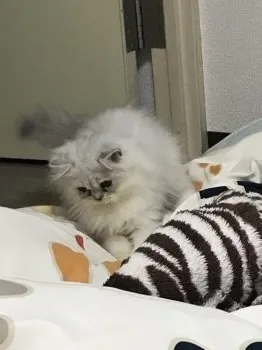 torako 様のお迎えした子猫