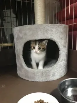 りんりん 様のお迎えした子猫