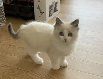 セルフィーユ 様のお迎えした子猫
