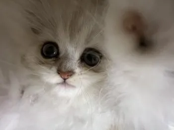 あい 様のお迎えした子猫