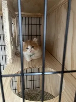 前田 様のお迎えした子猫