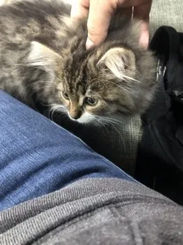 MU 様のお迎えした子猫