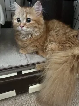 あやか 様のお迎えした子猫