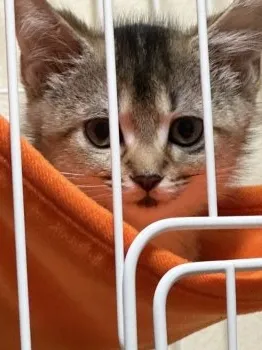 agataotomeza 様のお迎えした子猫