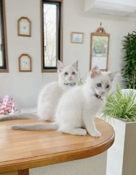C.S 様のお迎えした子猫