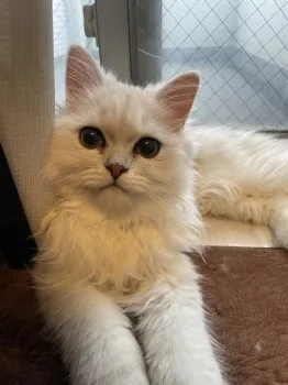 T.K 様のお迎えした子猫