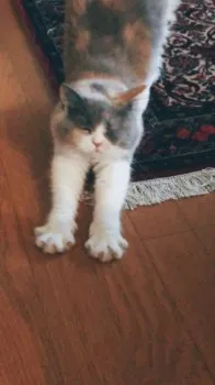 だにえるにゃん 様のお迎えした子猫