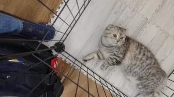 たこ 様のお迎えした子猫