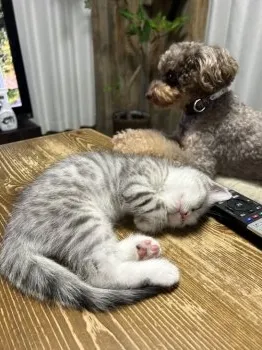 うるる 様のお迎えした子猫