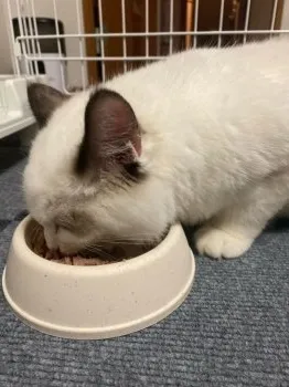 Y.H 様のお迎えした子猫