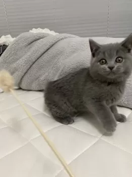 ゆい 様のお迎えした子猫