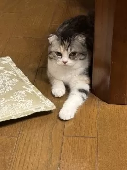 ふぅちゃん 様のお迎えした子猫