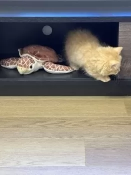 えり 様のお迎えした子猫