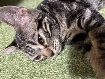 バルドナード 様のお迎えした子猫